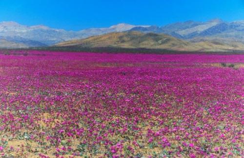 10 природных явлений, в существование которых вы не поверите. 04