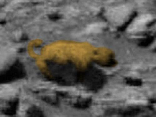 На Марсе увидели медведя с хвостом и шерстью. 
