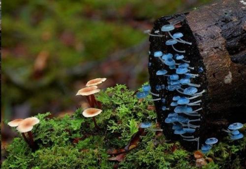 Удивительные грибы нашей планеты, которые больше напоминают флору других планет. 07