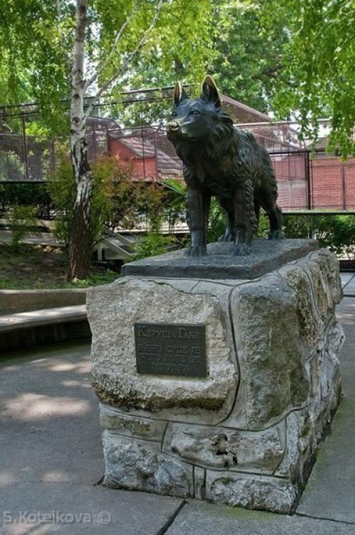В 1987 году немецкая овчарка по кличке Габи победила в схватке ягуара, сбежавшего из клетки в зоопарке Белграда. 01