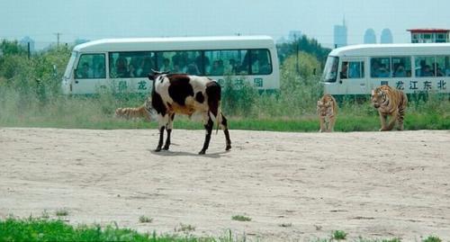 Вот так кормят тигров в парке дикой природы в Харбине, Китай. 01