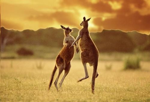 Вне закона: 6 организмов, которые не должны существовать. 03 Вне закона: 6 организмов, которые не должны существовать. 03