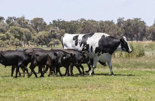 Голштинский бык никерс, живущий в Австралии - самый большой представитель своей породы на континенте. 01