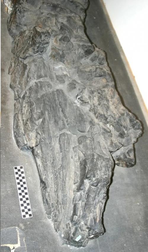 Прототакситы - первые цари суши. 02