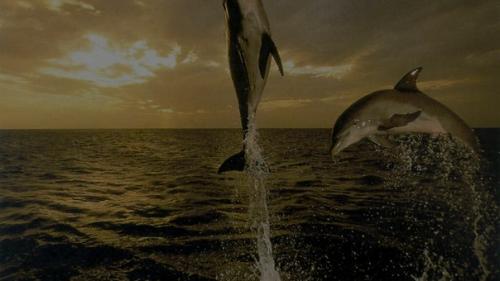 Лечение звуками. Крис Мичел - всемирно известная флейтистка, композитор и врач, лечащий звуками.