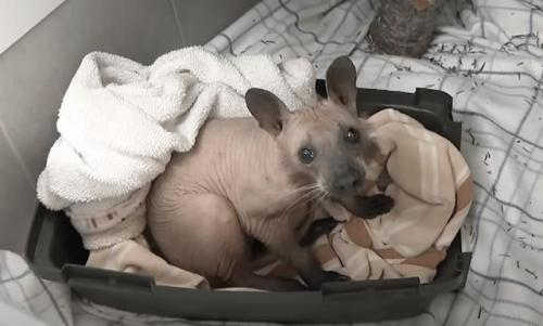 Теперь вы знаете, как выглядит лысый енот. 

