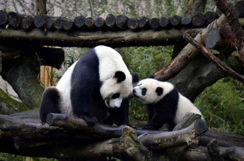 Ученые язык больших панд расшифровали. Ученые язык больших панд расшифровали.