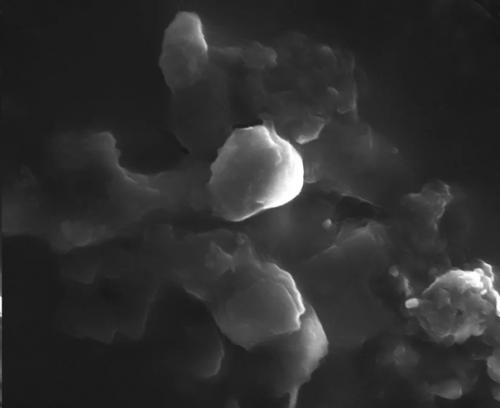 Прототакситы - первые цари суши. 04