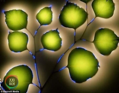 Растения и электричество. 01