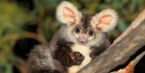 Новый вид животных! 02