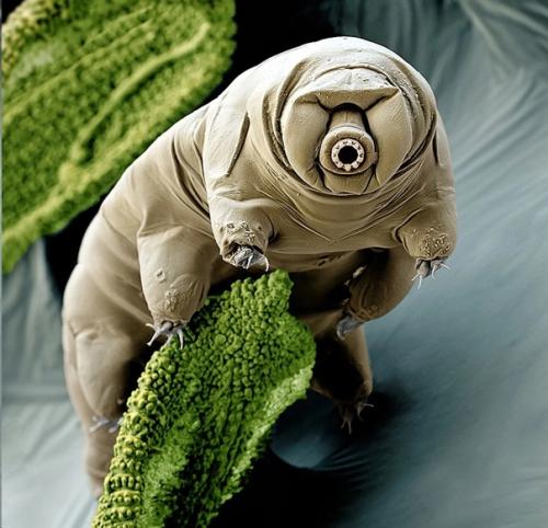 Вне закона: 6 организмов, которые не должны существовать. 01 Вне закона: 6 организмов, которые не должны существовать. 01