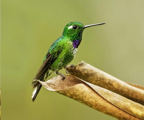 Вне закона: 6 организмов, которые не должны существовать. 05 Вне закона: 6 организмов, которые не должны существовать. 05