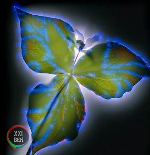 Растения и электричество. 03