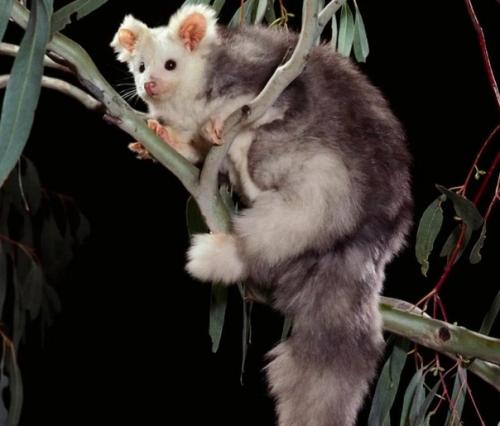 Новый вид животных! 03