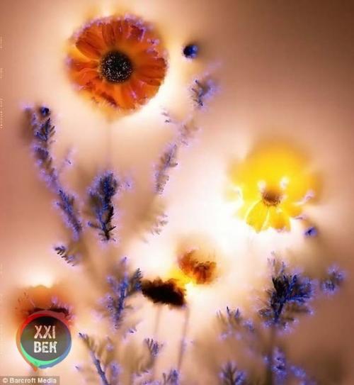 Растения и электричество. 02