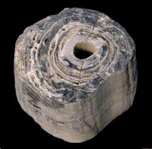 Прототакситы - первые цари суши. 05