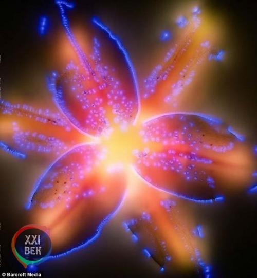 Растения и электричество. 05