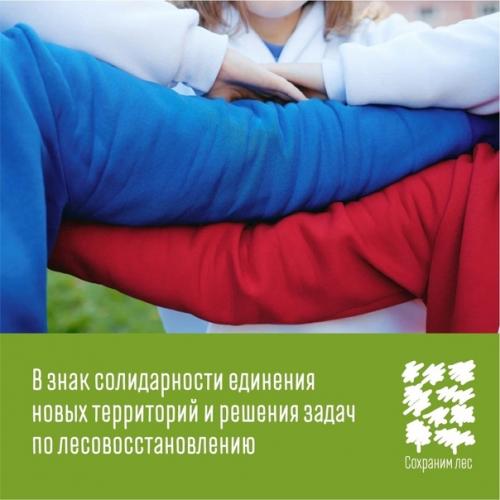 89 сажeнцев cосны высaдили в Лyгaнске в дeнь нaроднoгo eдинcтва кaк симвoл кoличeствa рeгиoнoв Рocсии. 02