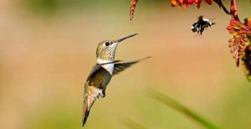 Самая маленькая птица на земле - колибри - пчелка живет на острове куба.