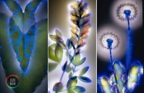 Растения и электричество. 07