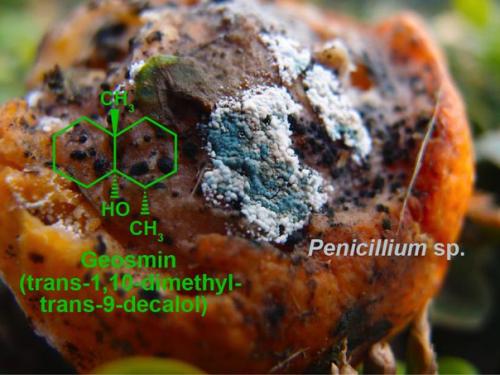 Геосмин - Запах Земли.