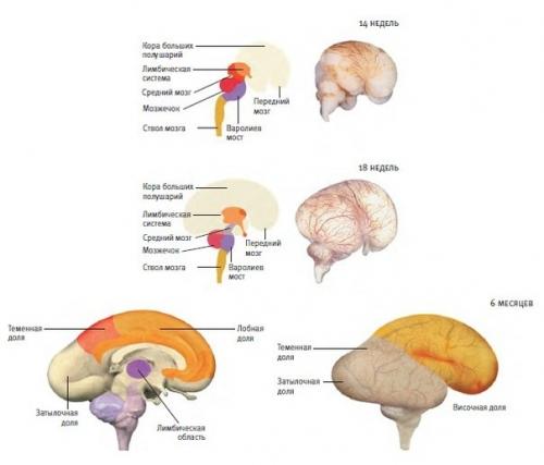 Головной мозг младенца содержит кое-что, чего нет в мозге взрослого человека.  