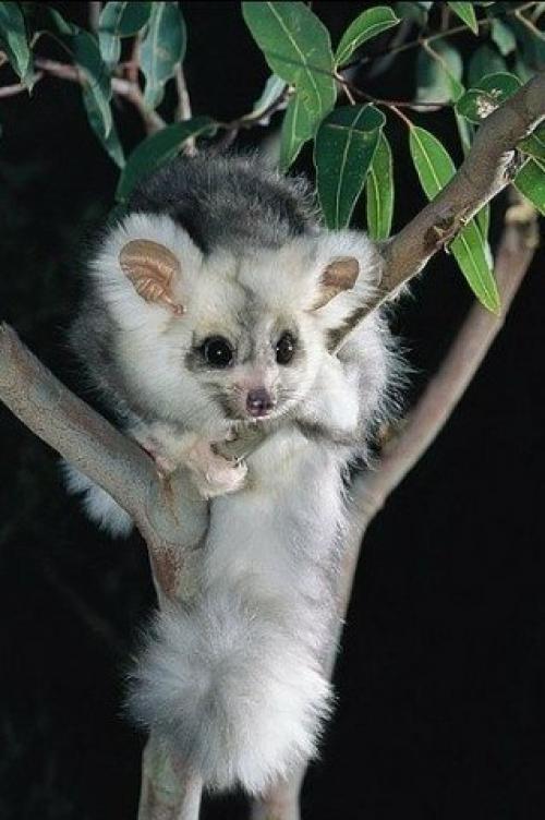 Новый вид животных! 04