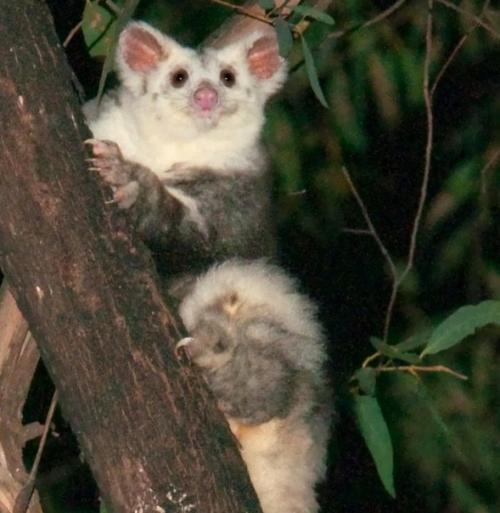 Новый вид животных! 01