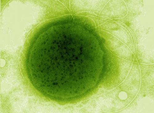 Вне закона: 6 организмов, которые не должны существовать. 04 Вне закона: 6 организмов, которые не должны существовать. 04