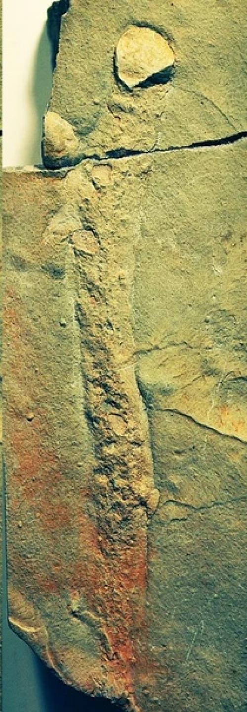 Прототакситы - первые цари суши. 03