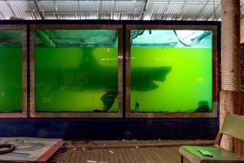 Спасение мертвой акулы. 01 Спасение мертвой акулы. 01