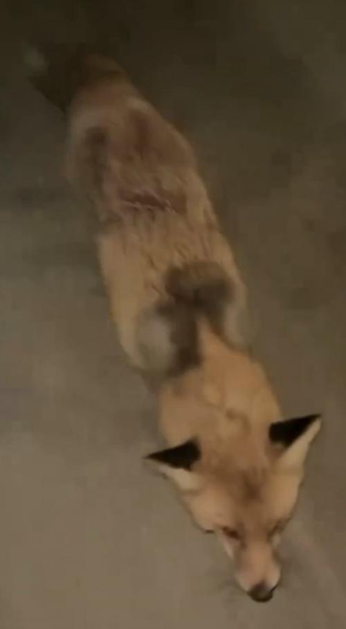 В Казахстане лиса с бешенством набросилась на девушку на АЗС и укусила ее. 01