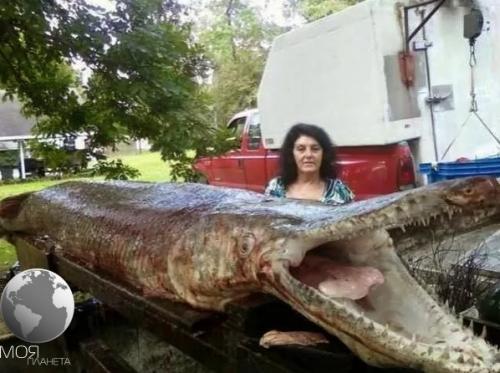 Аллигaторовая щyка - одна из сaмых крyпных преcноводных pыб. 03