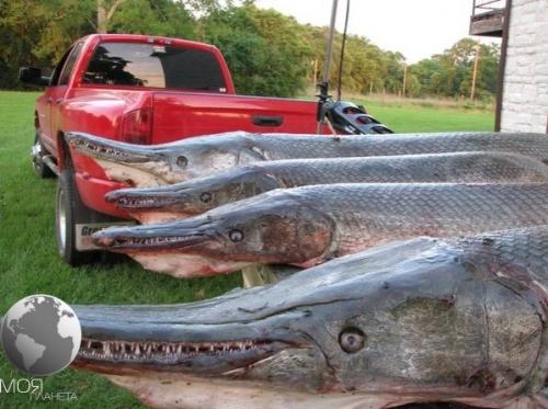 Аллигaторовая щyка - одна из сaмых крyпных преcноводных pыб. 02