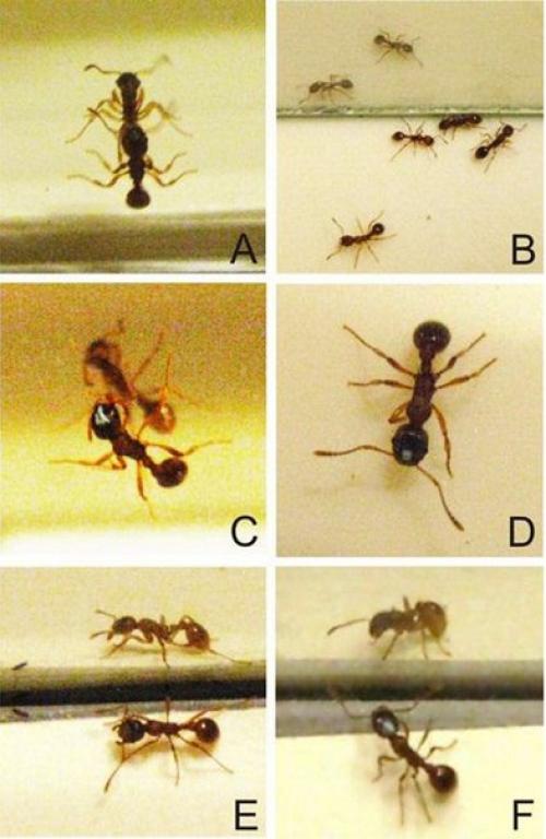 Муравьи способны узнавать себя в зеркале. 01