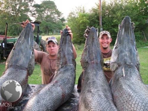 Аллигaторовая щyка - одна из сaмых крyпных преcноводных pыб. 01