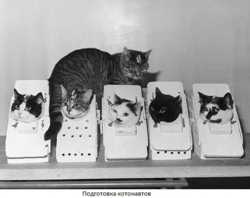 Животные в космосе: кошка фелисетта.