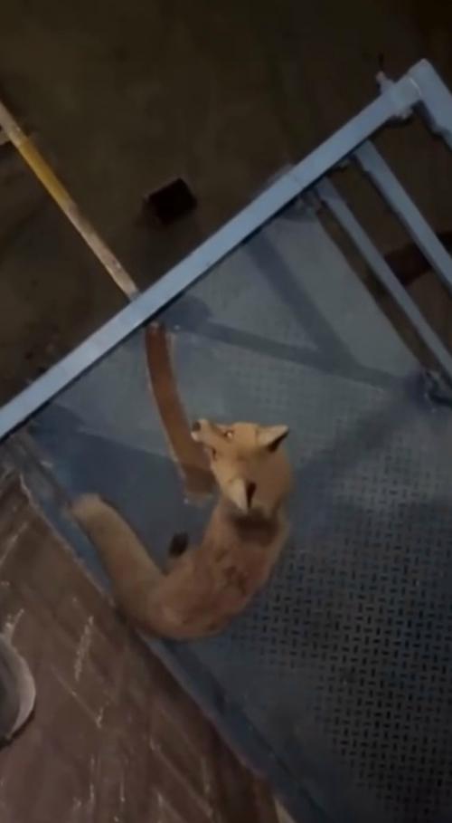 В Казахстане лиса с бешенством набросилась на девушку на АЗС и укусила ее.

