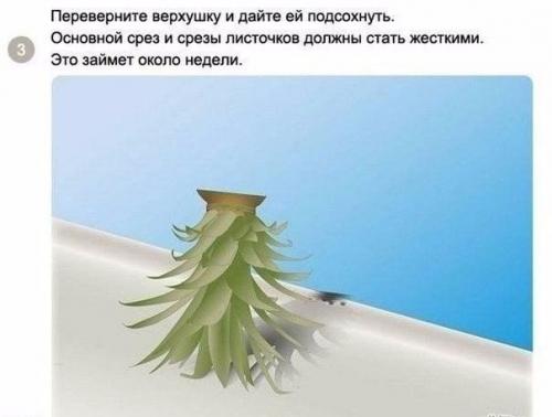 Как вырастить ананас в домашних условиях? 02