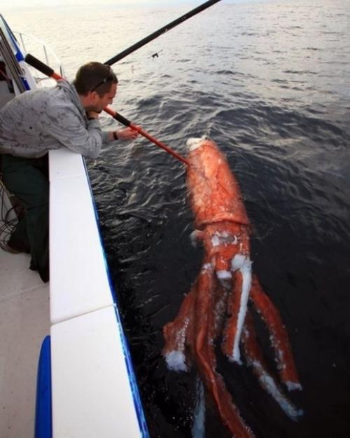 Такое вот чудо встретили рыбаки возле азорских островов. 04