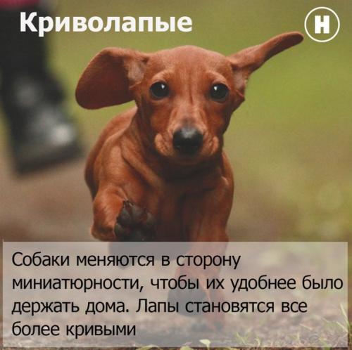 Искусственная эволюция.   В случае если эволюция способствует выживанию самых здоровых особей, то селекция работает по другому принципу. 03