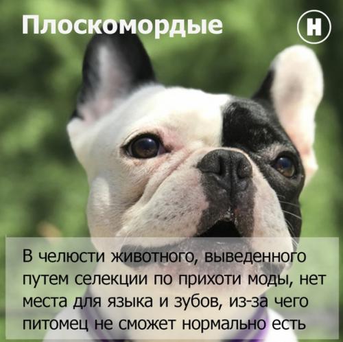 Искусственная эволюция.   В случае если эволюция способствует выживанию самых здоровых особей, то селекция работает по другому принципу. 01