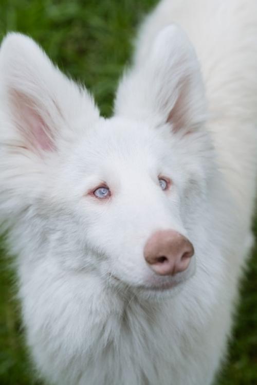 Пес - альбинос по кличкe август. 01