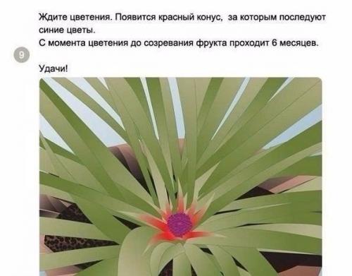 Как вырастить ананас в домашних условиях? 08