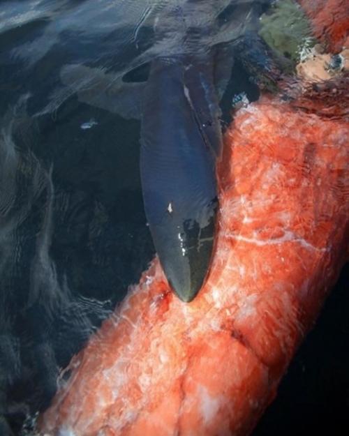 Такое вот чудо встретили рыбаки возле азорских островов. 02