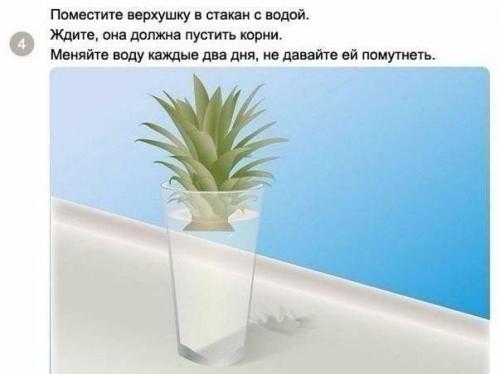 Как вырастить ананас в домашних условиях? 03