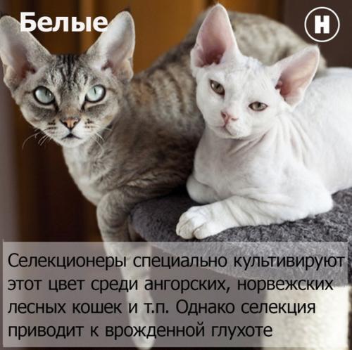 Искусственная эволюция.   В случае если эволюция способствует выживанию самых здоровых особей, то селекция работает по другому принципу. 02