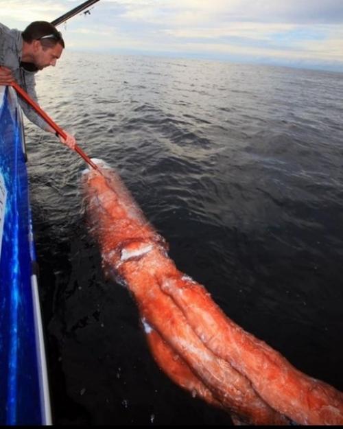 Такое вот чудо встретили рыбаки возле азорских островов. 03