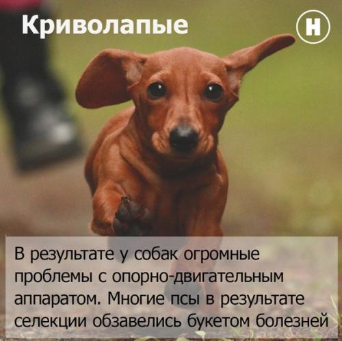 Искусственная эволюция.   В случае если эволюция способствует выживанию самых здоровых особей, то селекция работает по другому принципу. 04