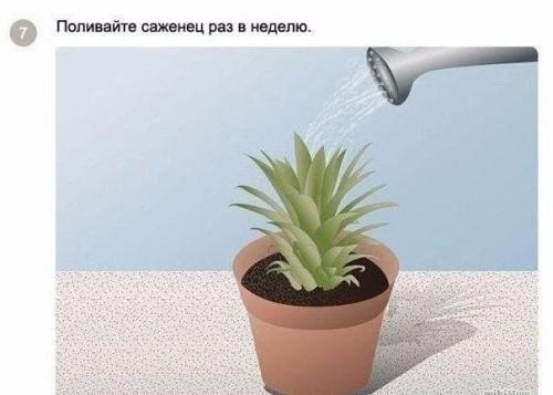 Как вырастить ананас в домашних условиях? 06